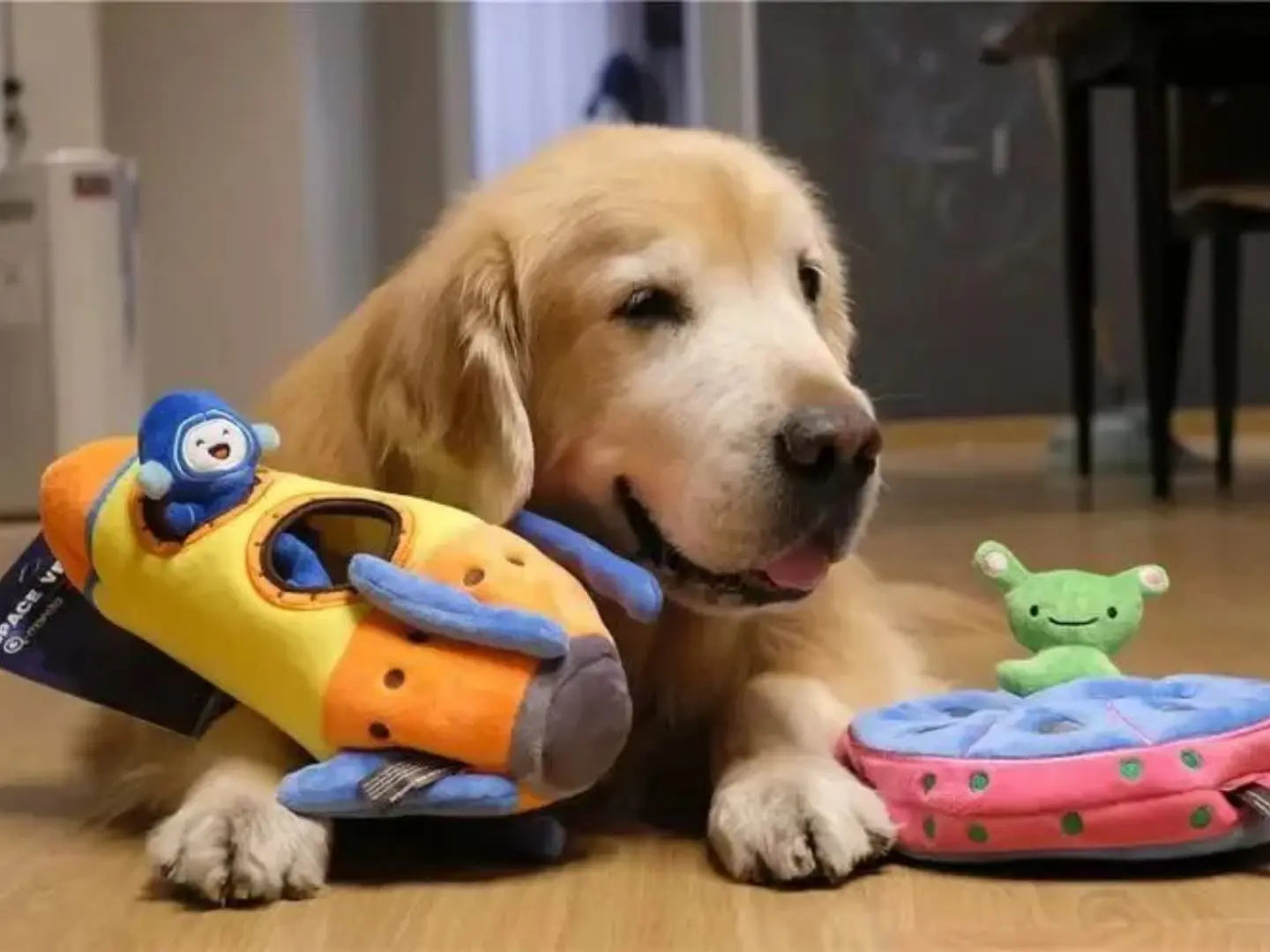 Pet toys: The key to keeping your pet happy and healthy