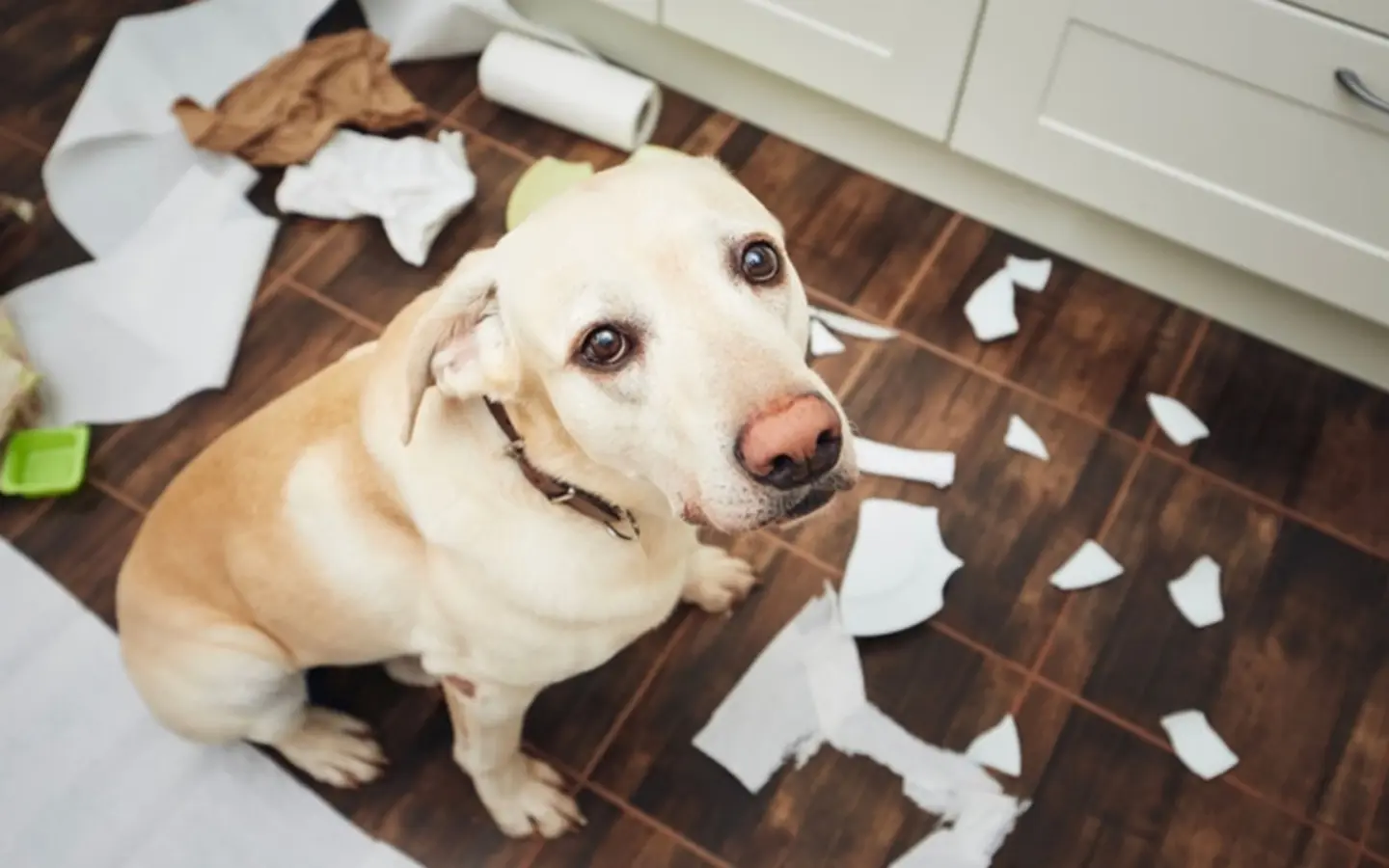 Naughty-dog-mess.jpg