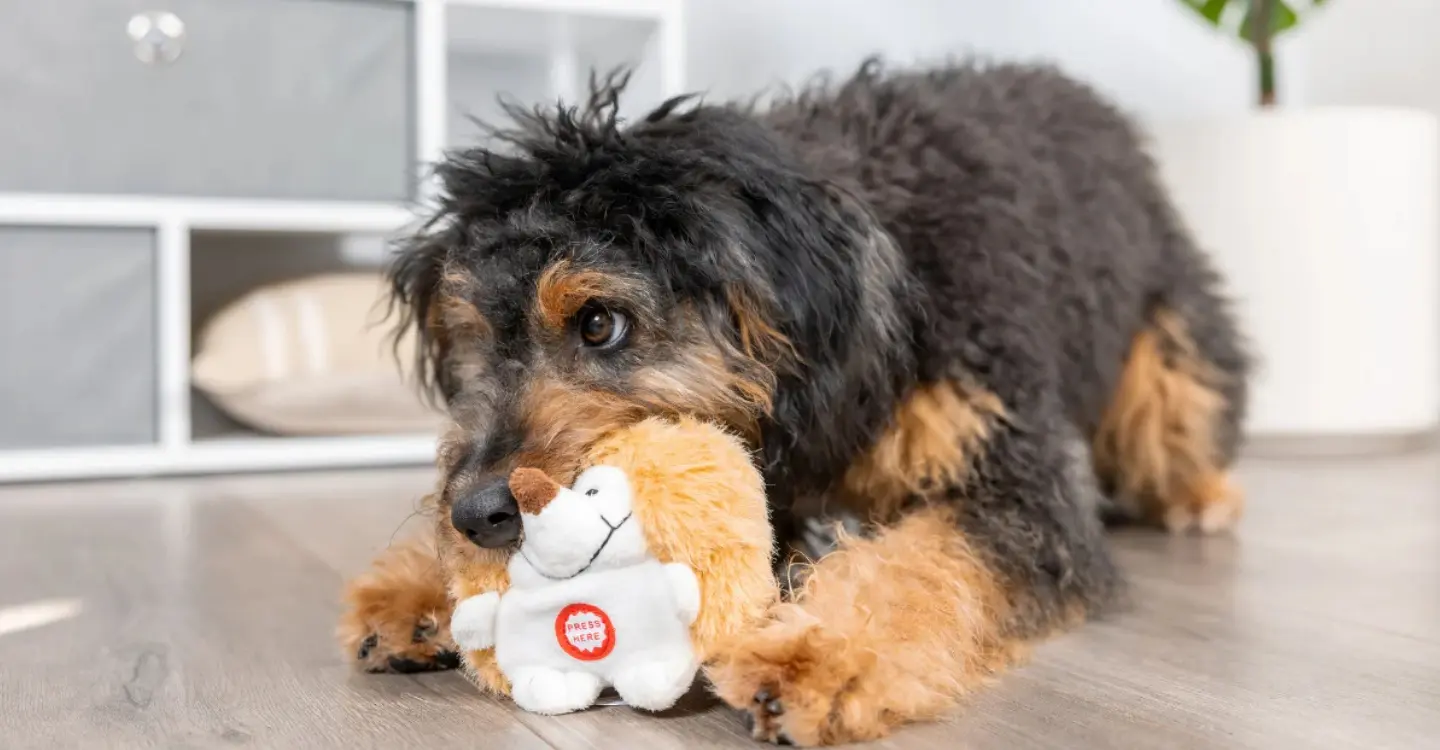 Dogs_Their_Plush_Toy_Obsession.jpg