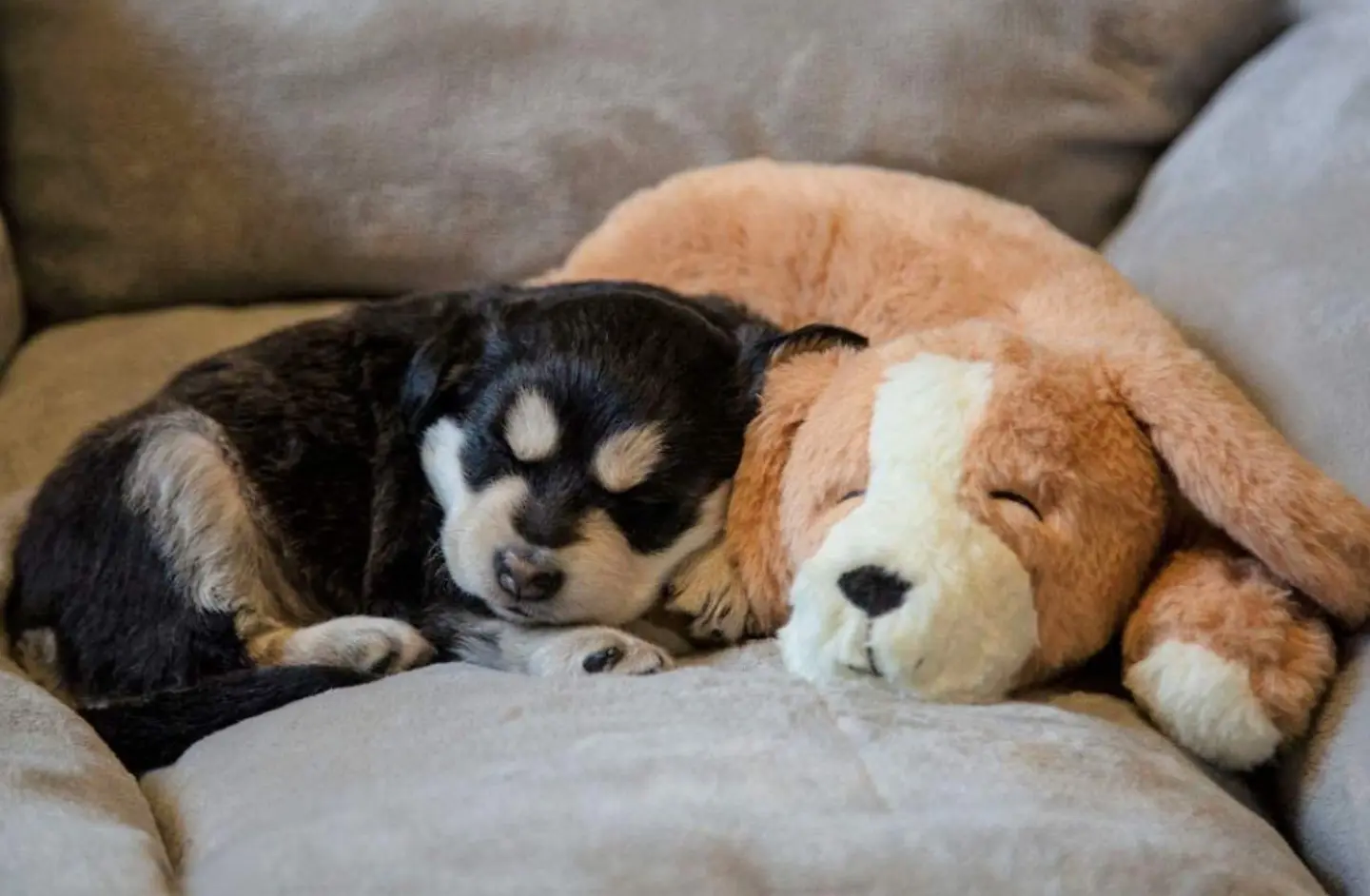 puppy-heartbeat-toy.jpg